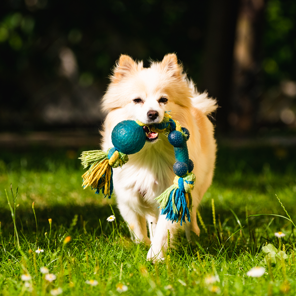 Happy pet image left